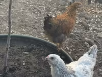 Chickens — عکس 5