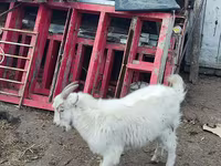 암염소, Kamori goats — 사진 6