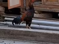 Chickens — รูปภาพ 2