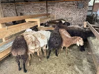 Kambing jantan, Sheep — foto 4