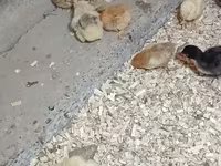 Chickens — foto 1