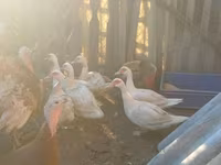Ducks — foto 2