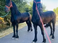 Pastuv, Friesian — fotografija 4