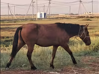 ม้าตัวเมีย, Mugalzhar horse — รูปภาพ 4
