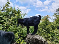 تيس, Damask goat — الصورة 3