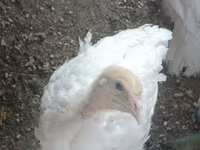 Turkeys — الصورة 1