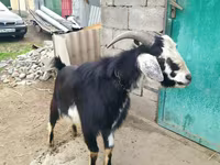 Koza, Nubian Goat — foto 3