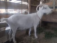 Ziege, Saanen goat — Foto 2