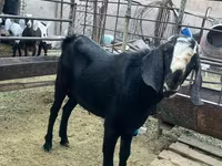 Ziegenbock, Nubian Goat — Foto 1