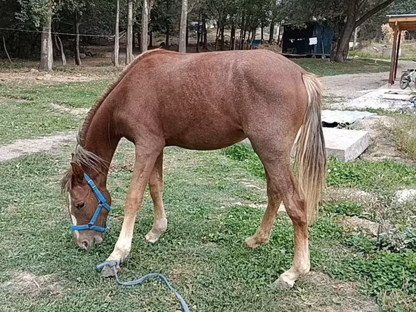 Hoppe, French Trotter