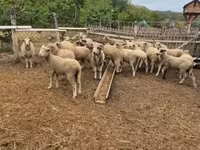كبش, الأغنام — الصورة 4