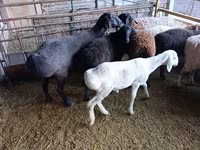 میش, Rhon sheep — عکس 8