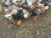Chickens — foto 7