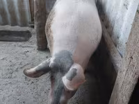 خوک ماده, خوک — عکس 2