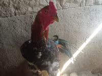 Chickens — 照片 3