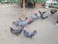 Chickens — foto 5