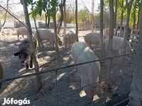 خوک (گروه، جنسیت مشخص نشده), Мангалица — عکس 5