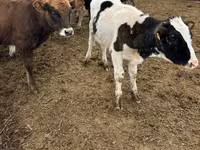 公牛, Cattle — 照片 3