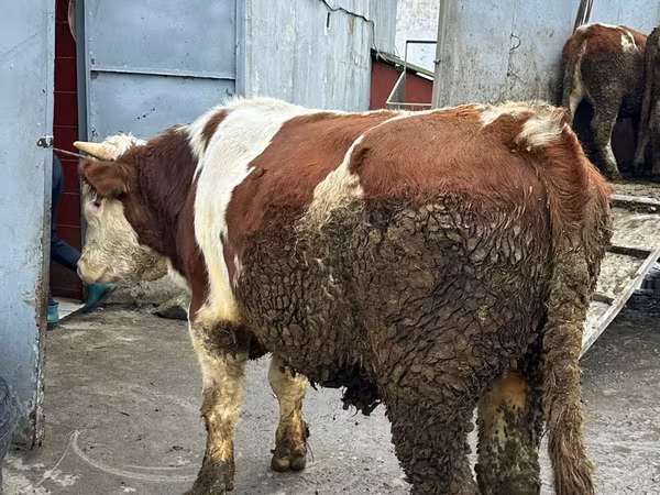 Lembu betina, Simmental cattle