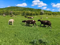 Får, Dorper sheep — foto 4