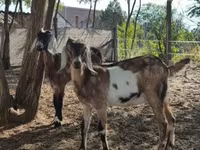 Capra, Nubian Goat — foto 4