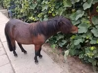 Kůň, Shetland Pony — foto 5