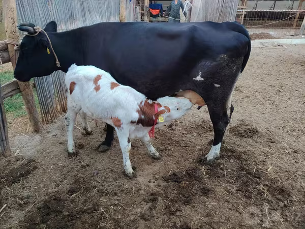 Krava, Simmental cattle