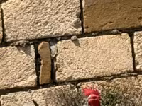 Chickens — Foto 7