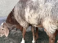 Beran, Rhon sheep — foto 2