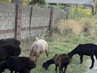 母羊, Sheep — 照片 5