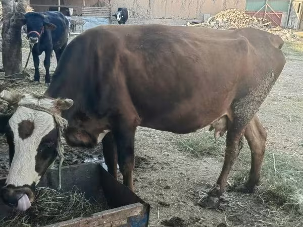 Ko, Simmental cattle