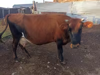 Vaca, Ganado vacuno — foto 1