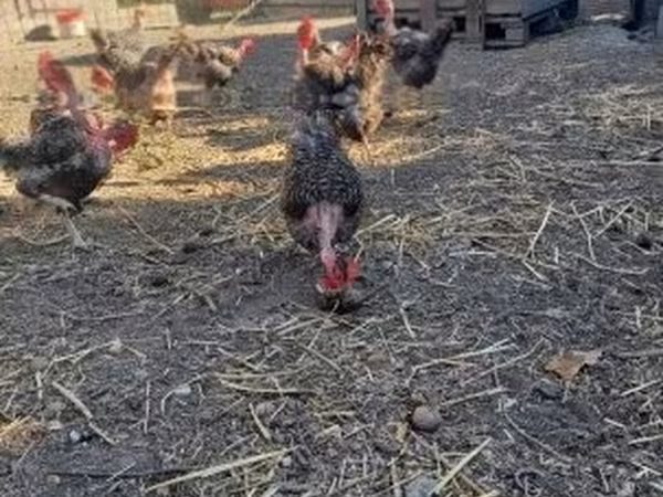 丹麦母鸡