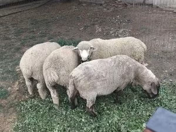 Biri-biri betina, Sheep