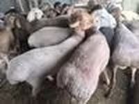 የጎትት አውራ በግ, Sheep — ፎቶ 5