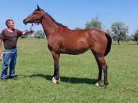 Kobila, Arabian horse — fotografija 2