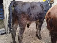 Banteng, Swiss cattle — foto 3