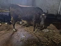 بقرة, Russian Black pied cattle — الصورة 4