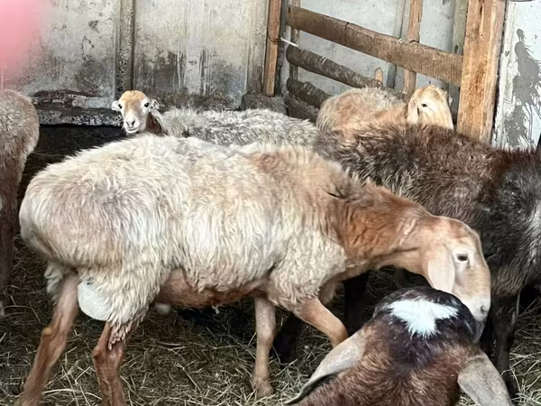 Κριός, Arashan sheep