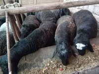 قوچ, Rhon sheep — عکس 5