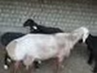 قوچ, Edilbay sheep — عکس 6