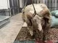 Berbec, Hissar sheep — foto 7