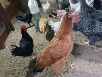 Chickens — รูปภาพ 2