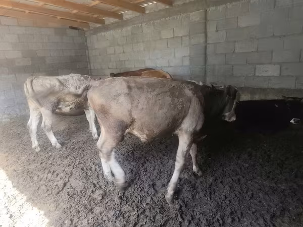 วัวตัวผู้, Simmental cattle