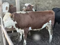 Býk, Simmental cattle — foto 5