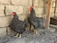 سلووینین بارڈ ہن — تصویر 6