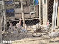 Turkeys — عکس 4