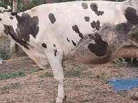 Mucca, Russian Black pied cattle — foto 4