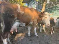 گاو ماده, Simmental cattle — عکس 4
