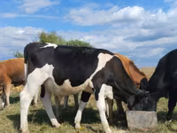 گاو نر, Russian Black pied cattle — عکس 1